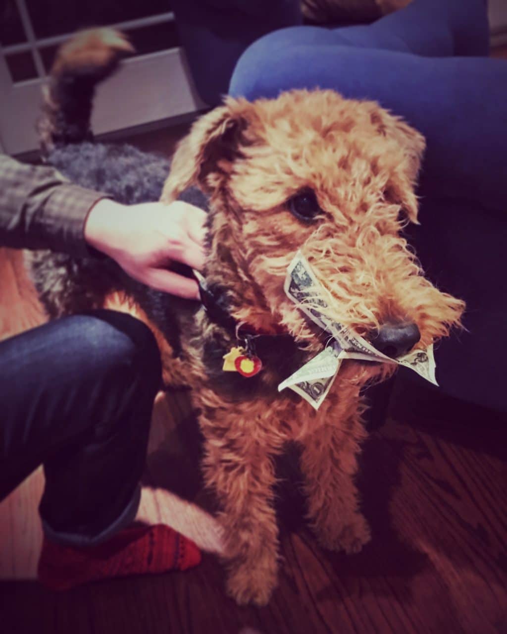 The Fashion Magpie Airedale Terrier Puppy Dollar Bill