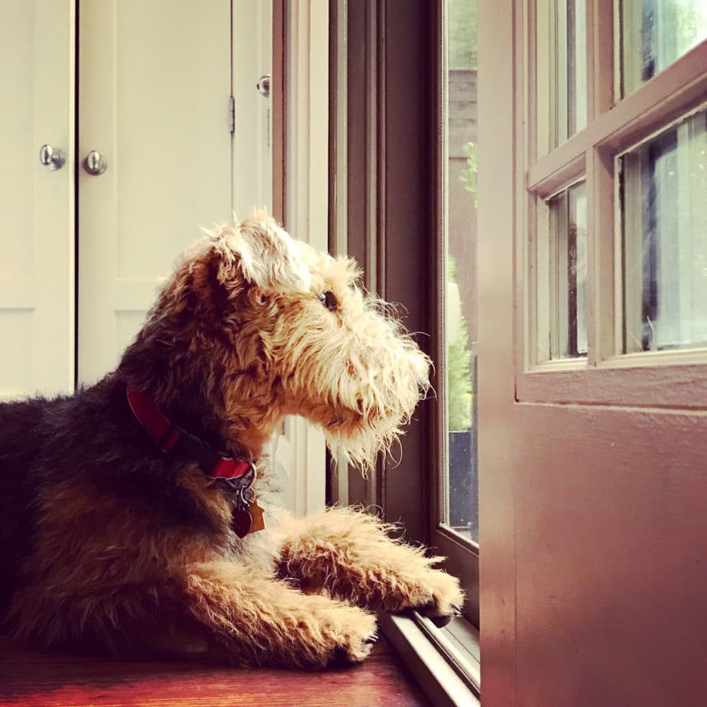 The Fashion Magpie Airedale Terrier Puppy Door