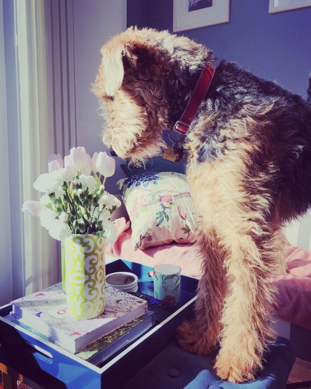The Fashion Magpie Airedale Terrier Puppy Flowers