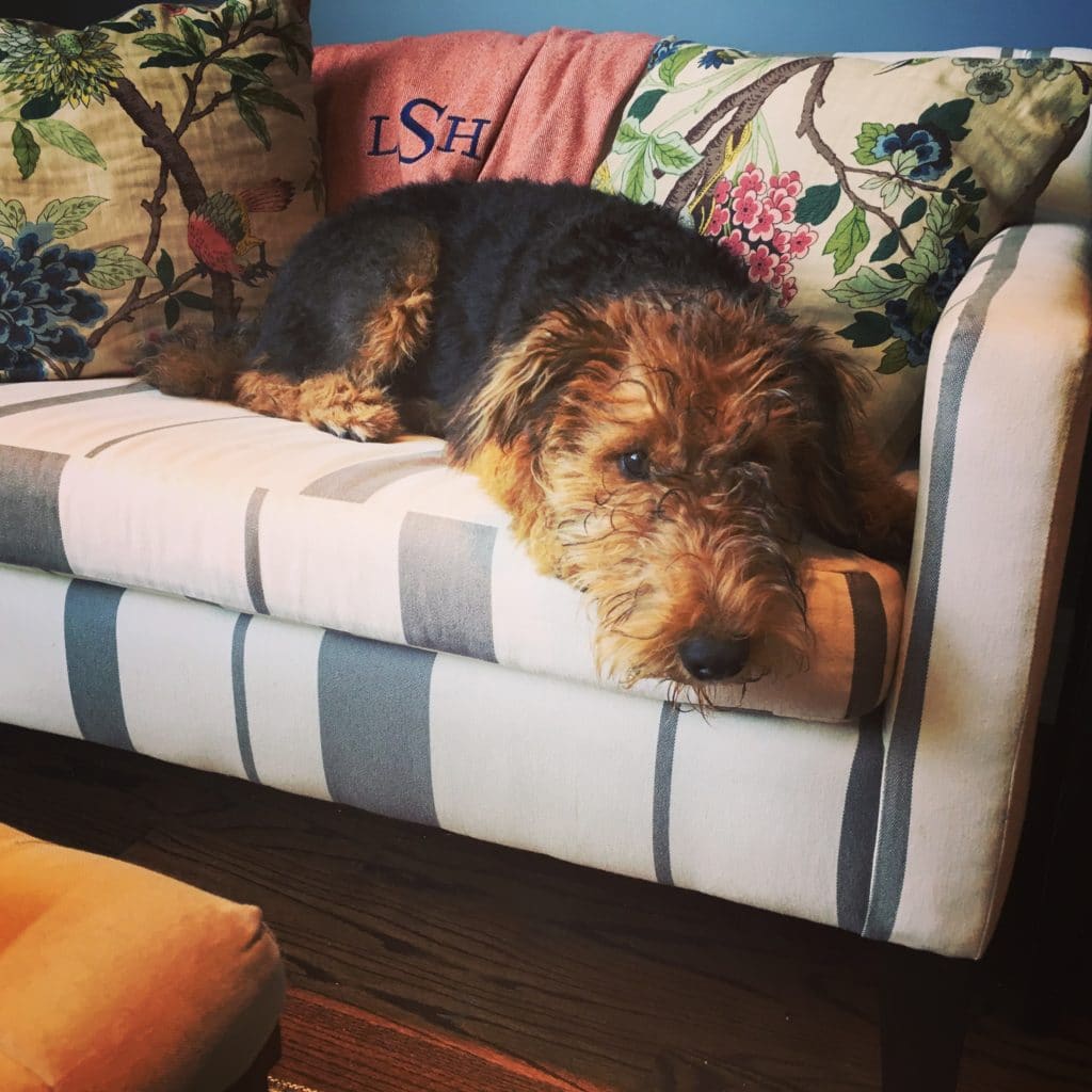 The Fashion Magpie Airedale Terrier Puppy Laying Down