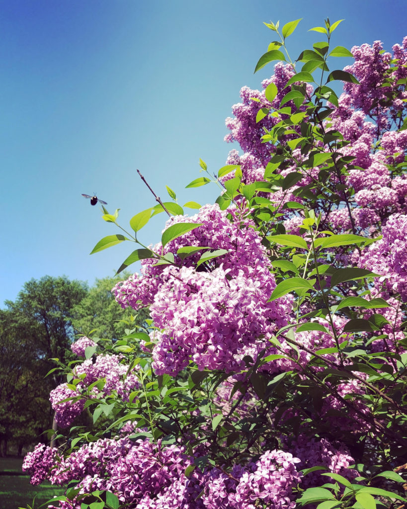 The Fashion Magpie Lilacs