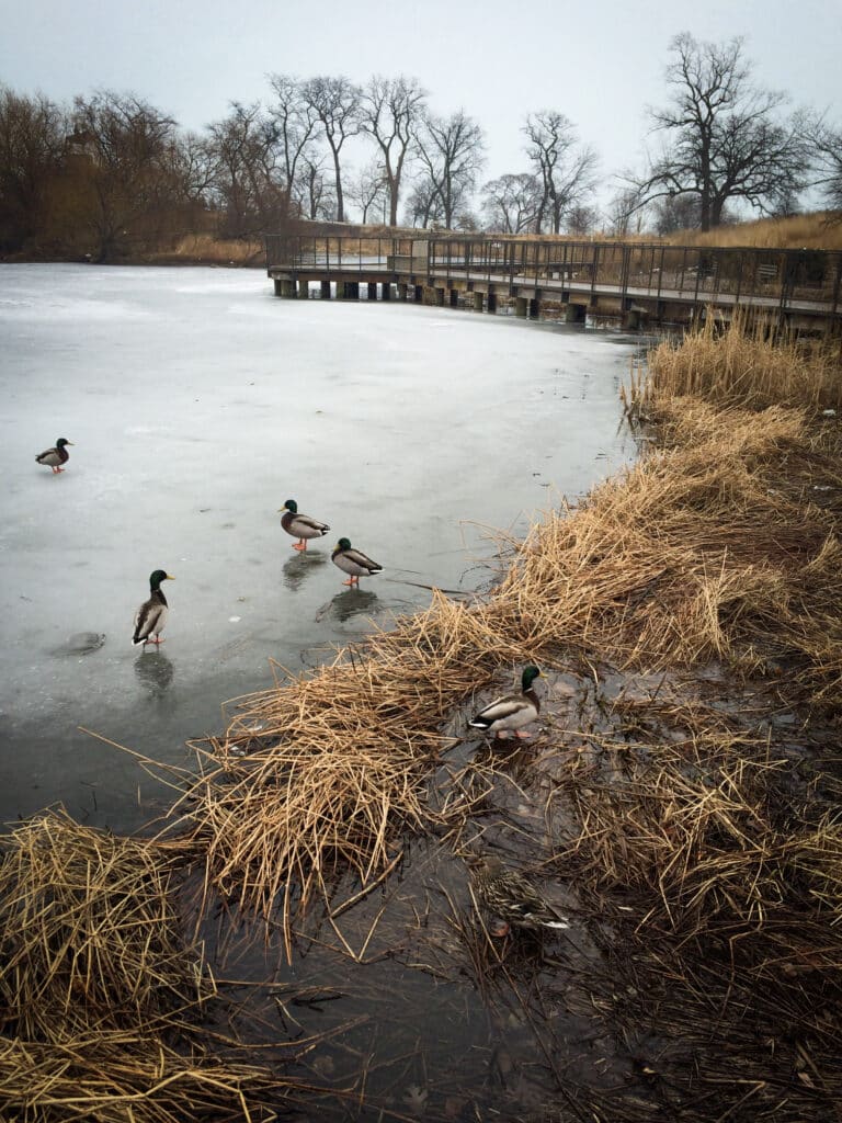 ducks on lake michigan