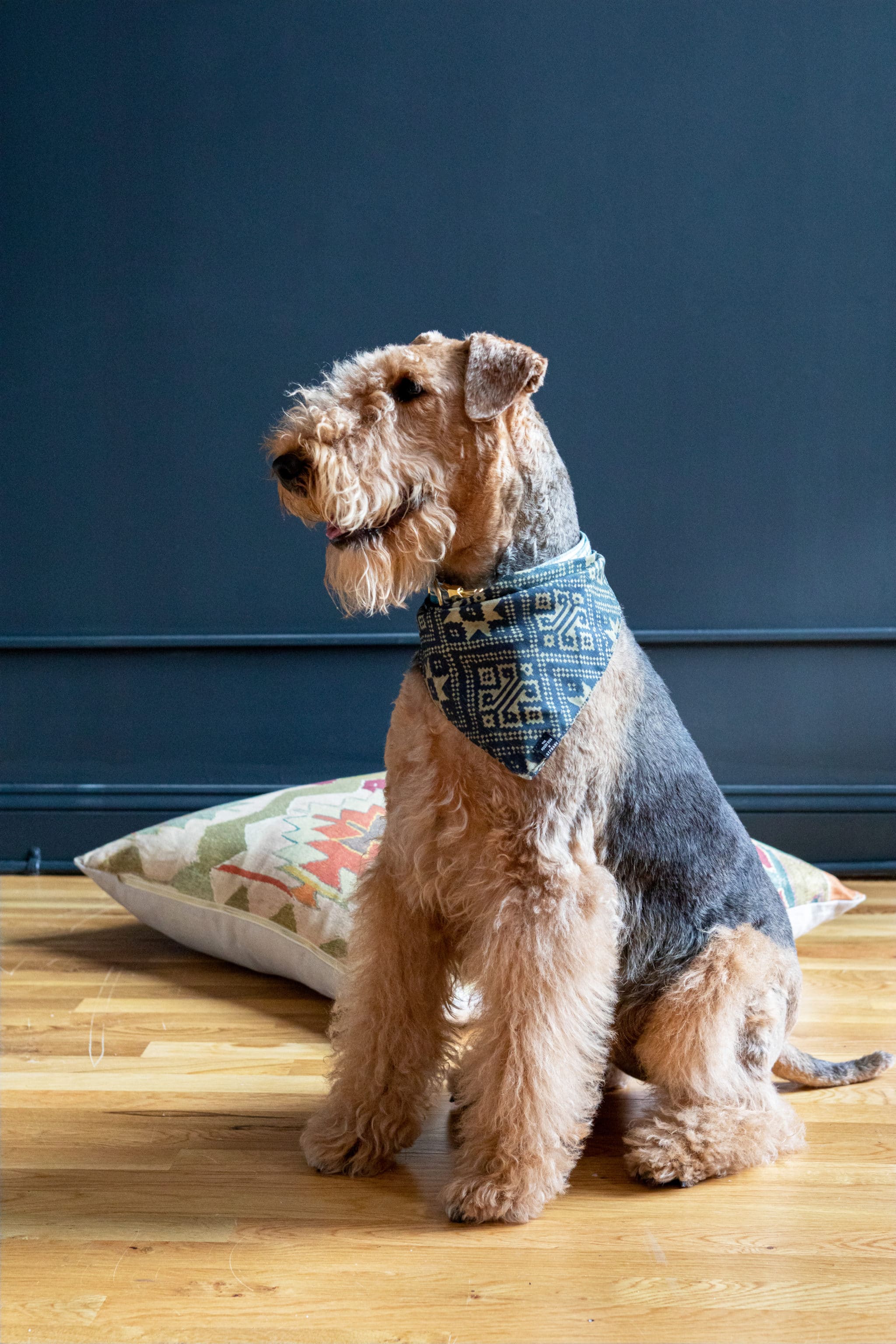 Owning a Dog in Manhattan.