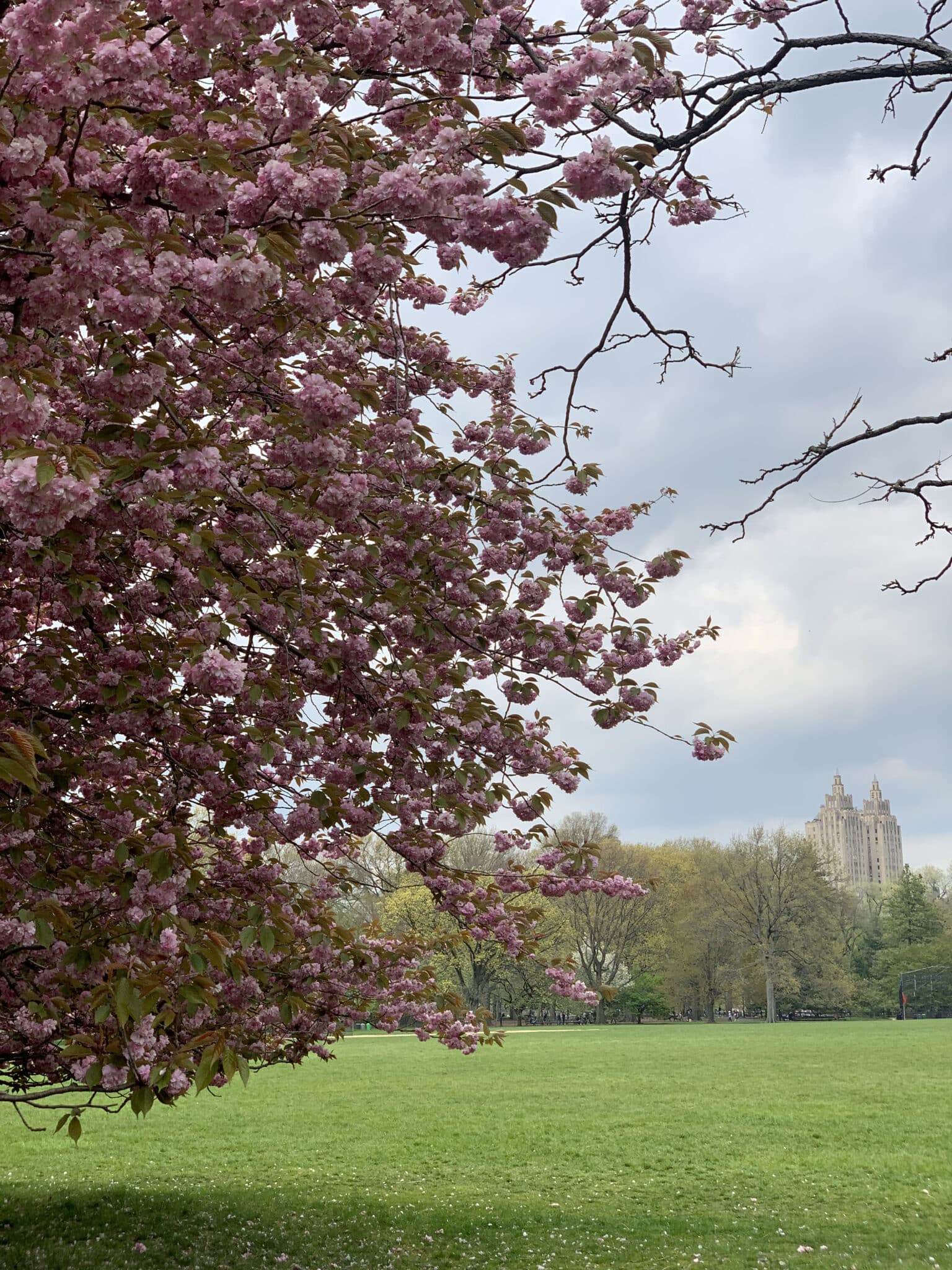 planting-trees-under-whose-shade-you-do-not-expect-to-sit