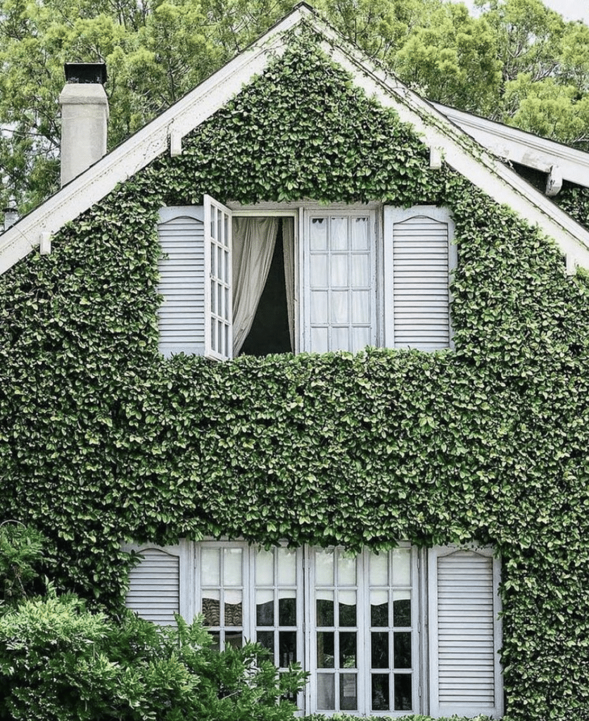 ivy covered house