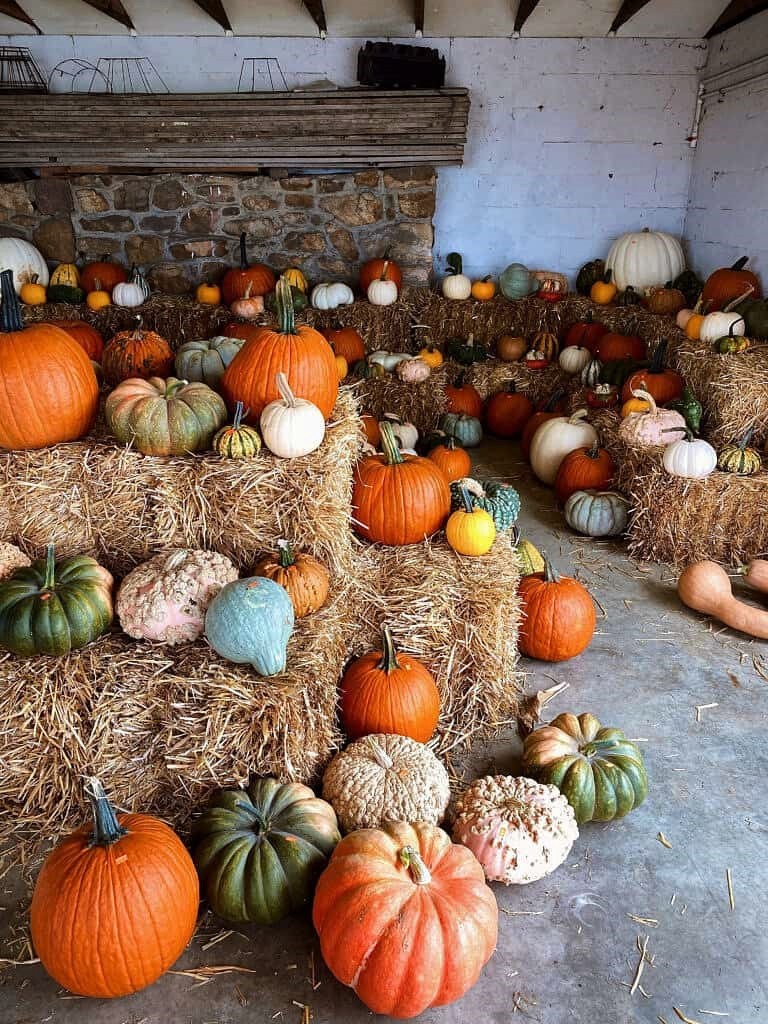 pumpkins