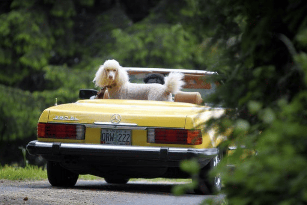 poodle in convertible