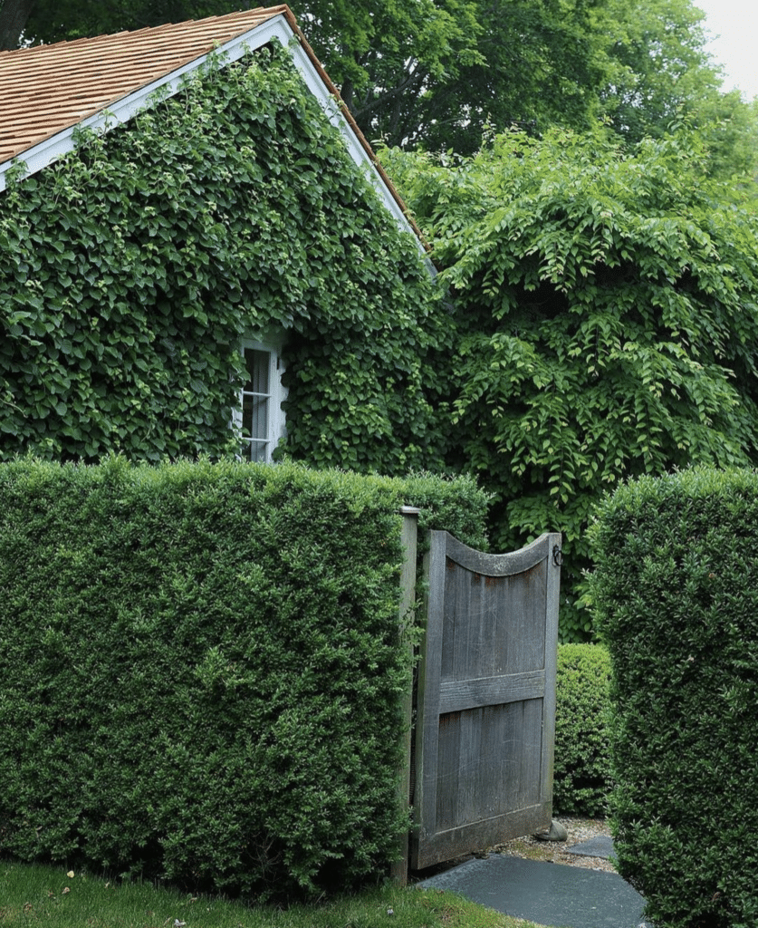 ivy covered house