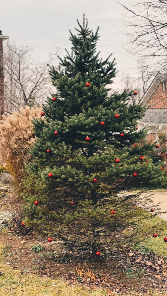 holiday christmas tree outdoors