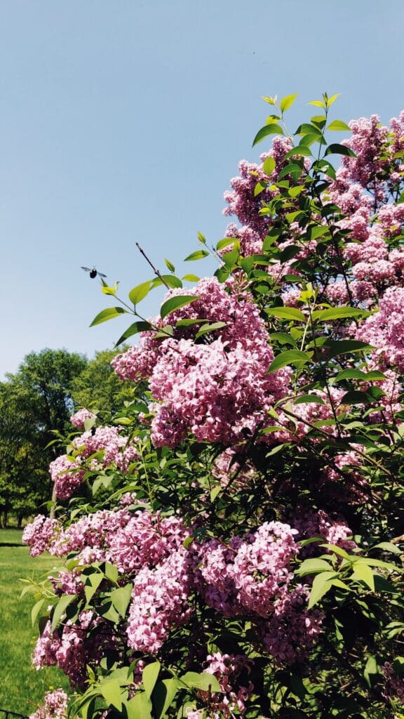 lilacs in central park