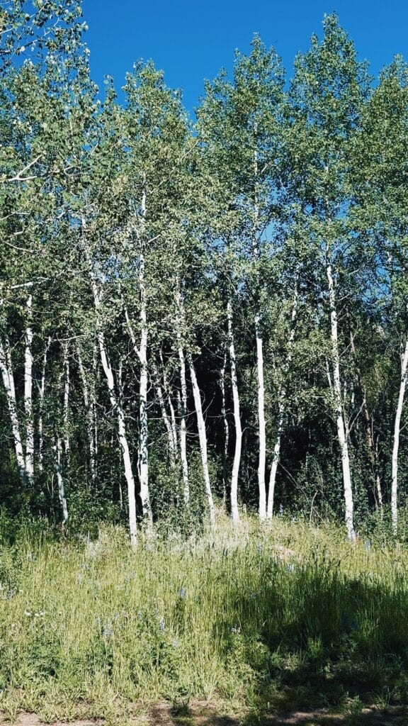 aspen trees in aspen, co