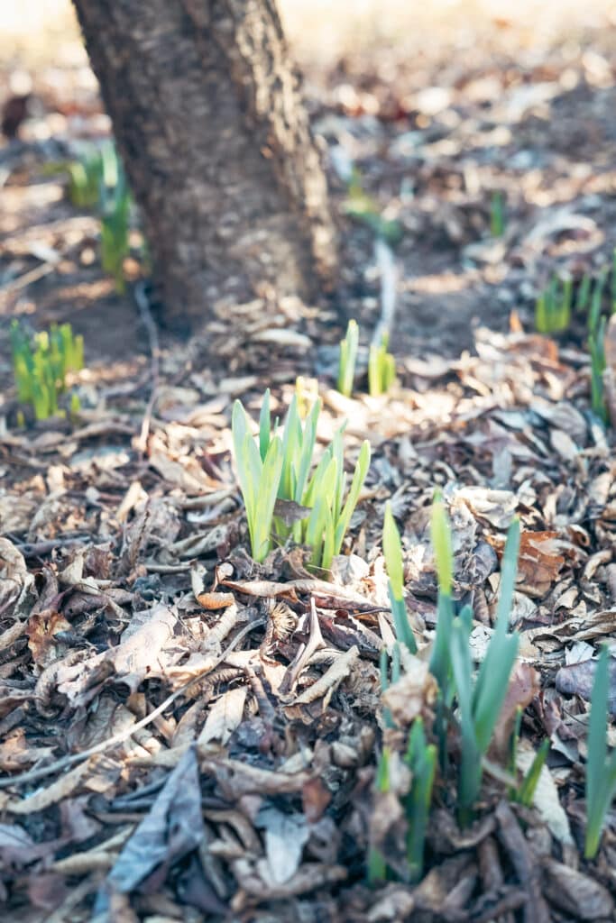 daffodil sprouts in leaves