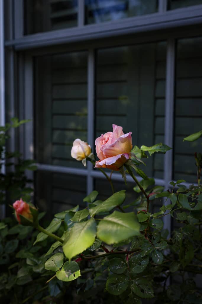 rose in bloom in window