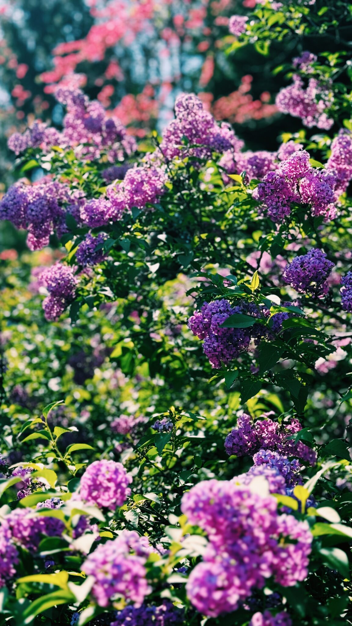 TOP LISO LK LILAC