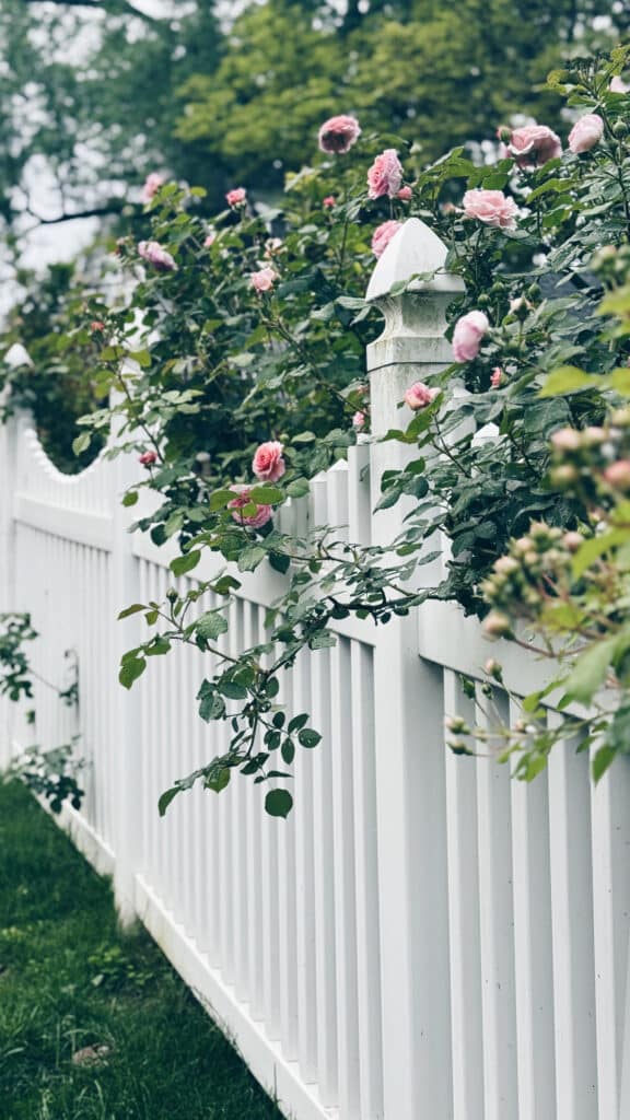 white fence with pink roses