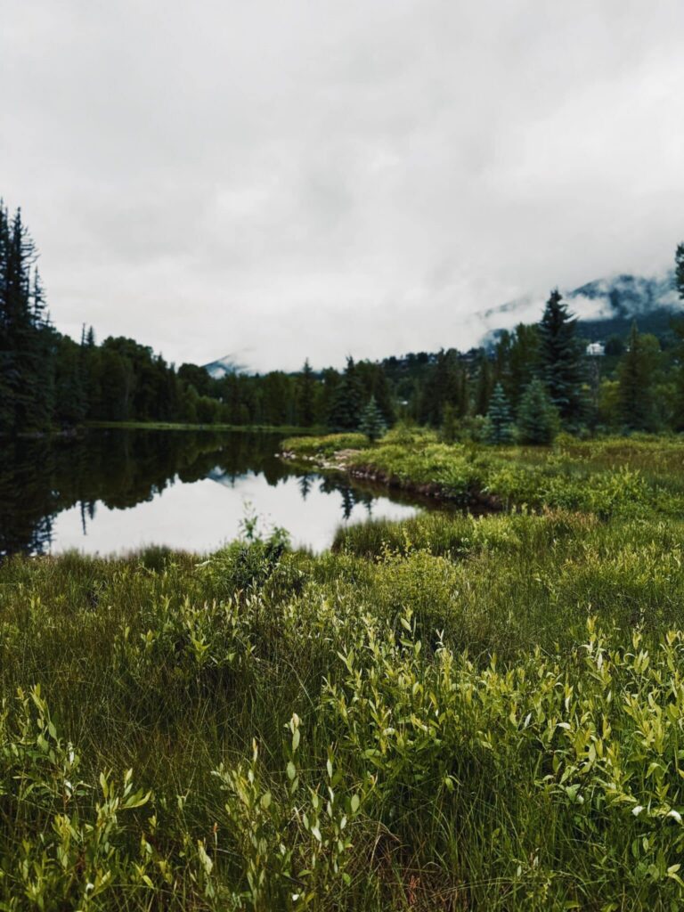 birding at hallam lake with fog in the background guide to aspen colorado