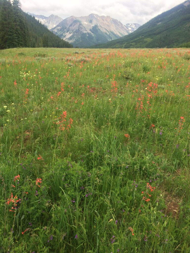 aspen, colorado meadow
