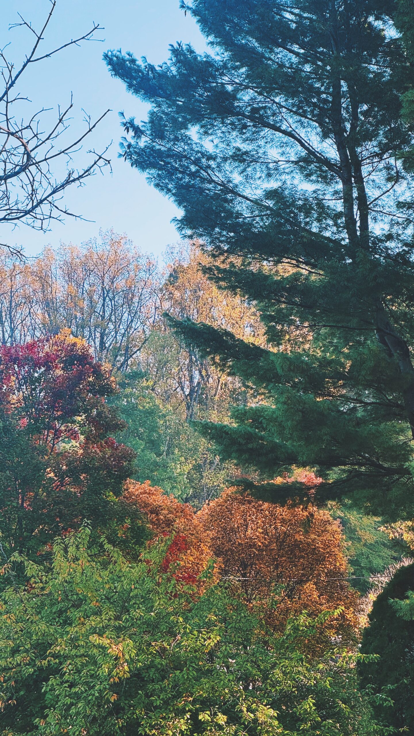 bethesda md trees