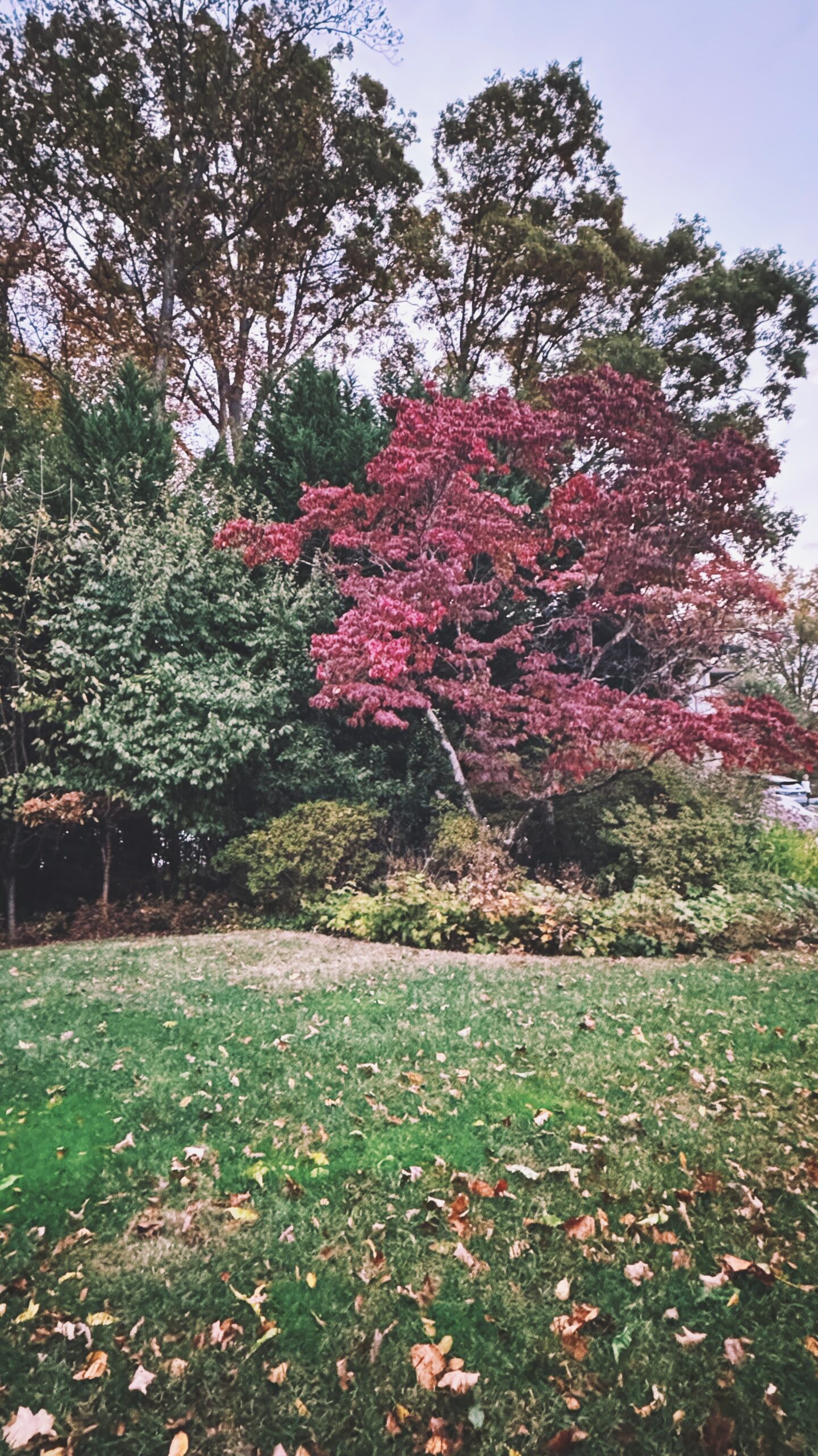 bethesda md trees
