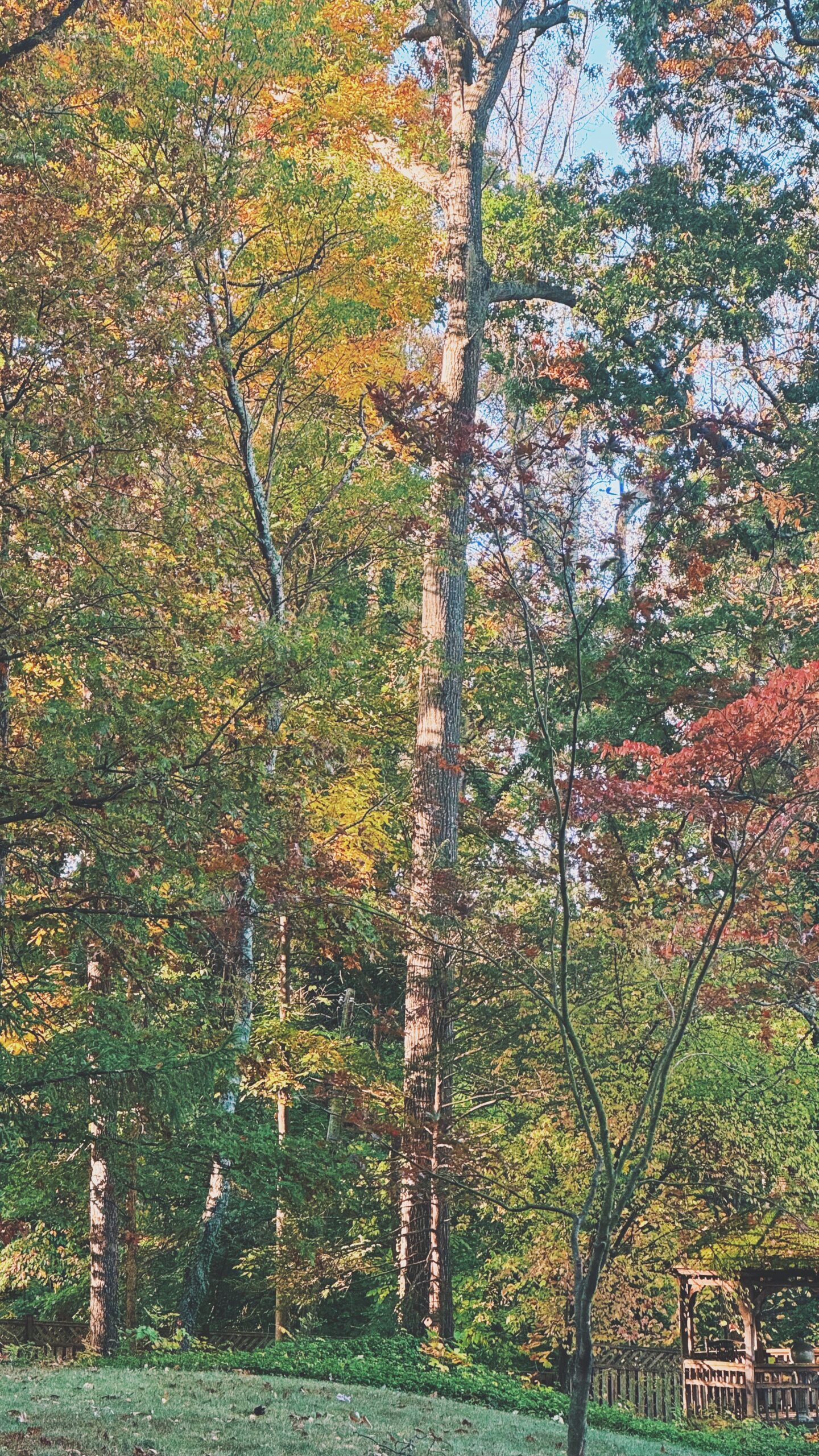 bethesda md trees