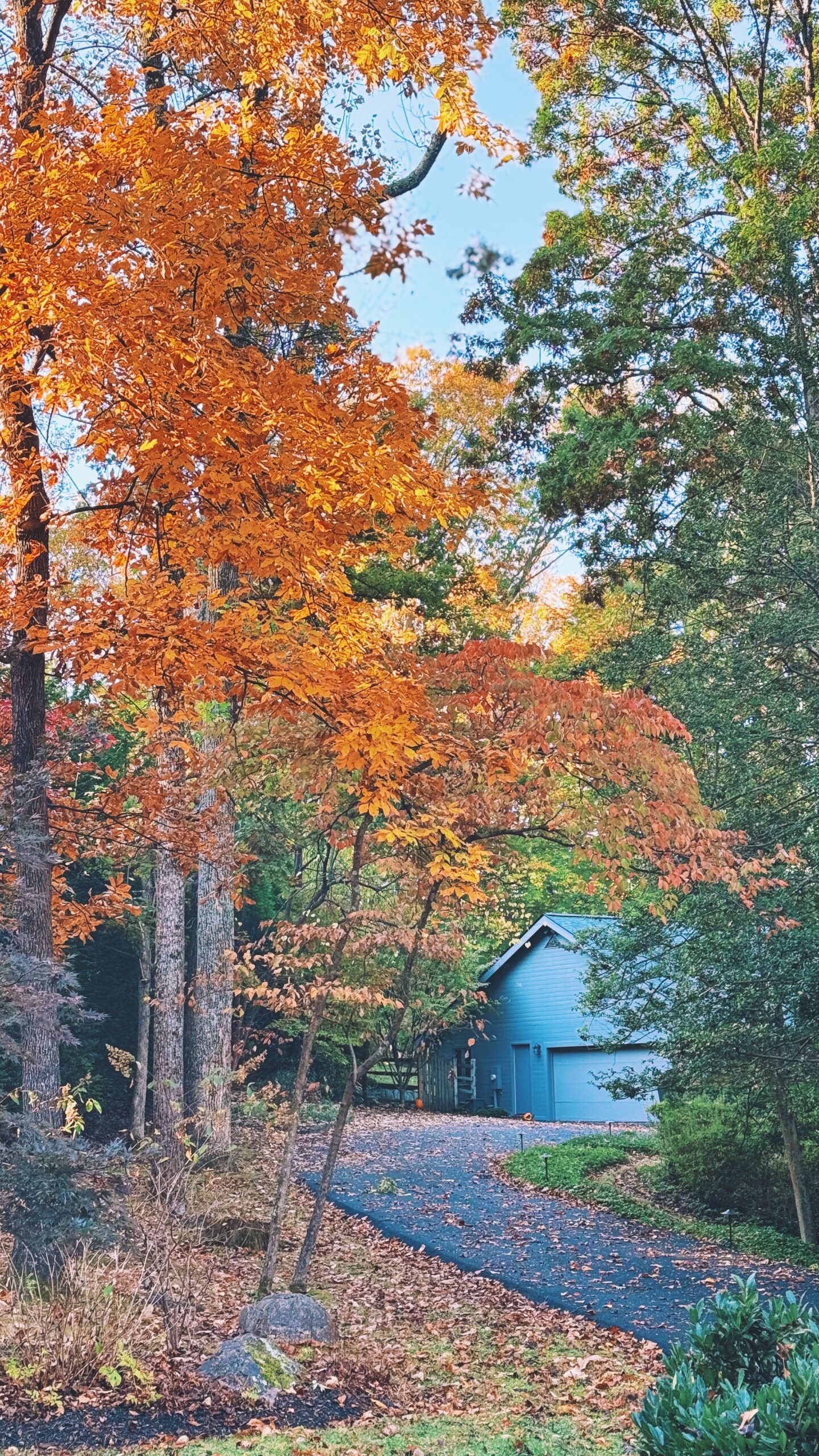 bethesda md trees