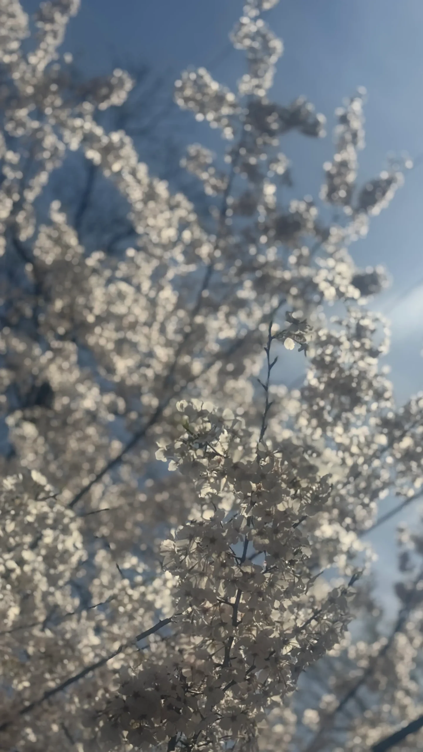 trees in spring betheda, md