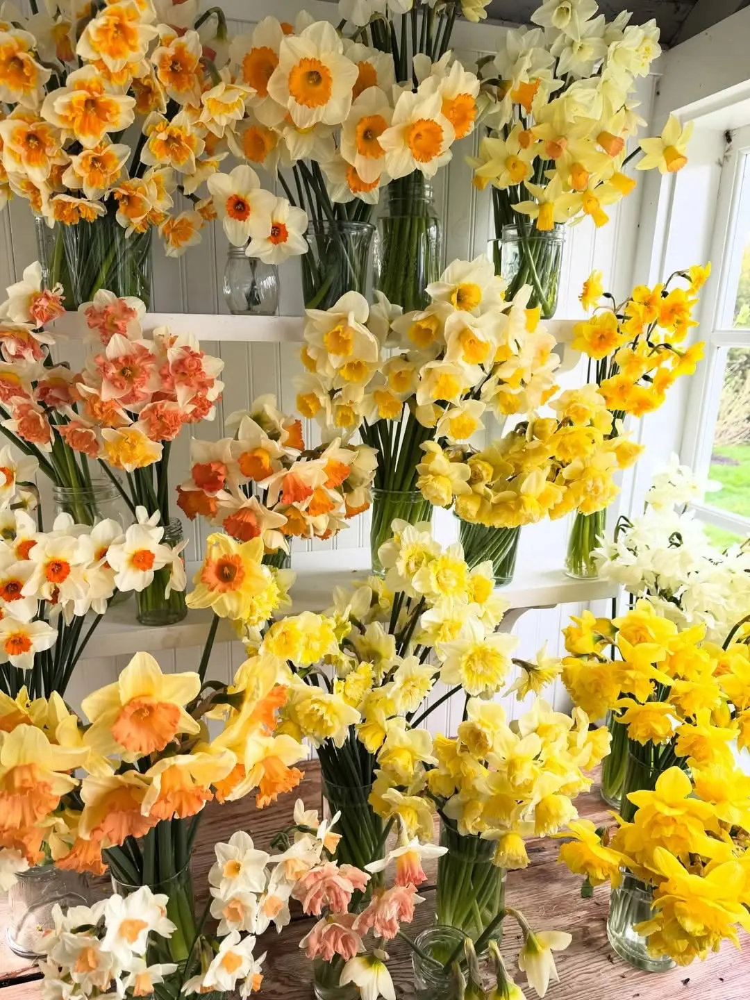 Daffodil bouquets