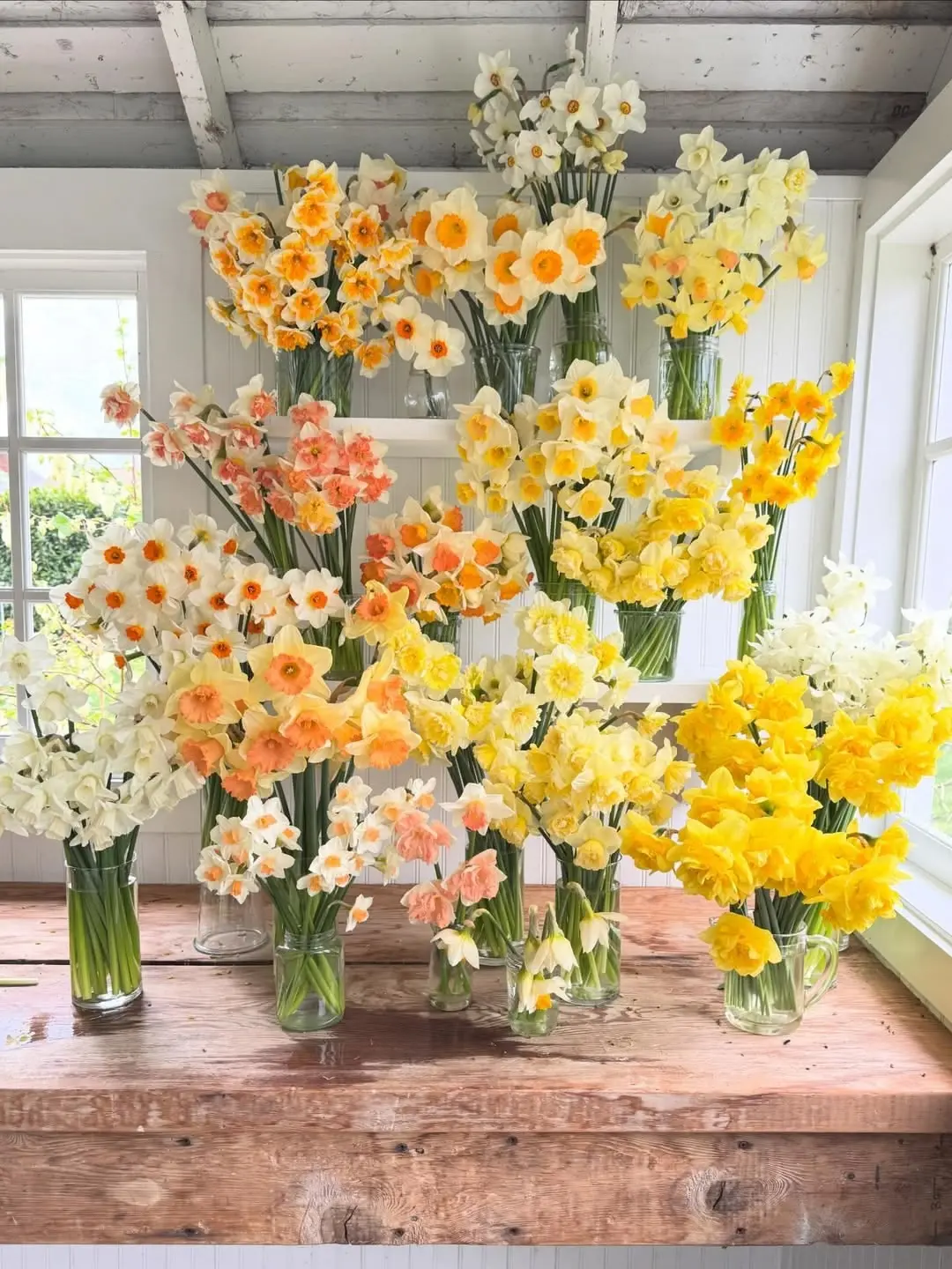 Daffodil bouquets