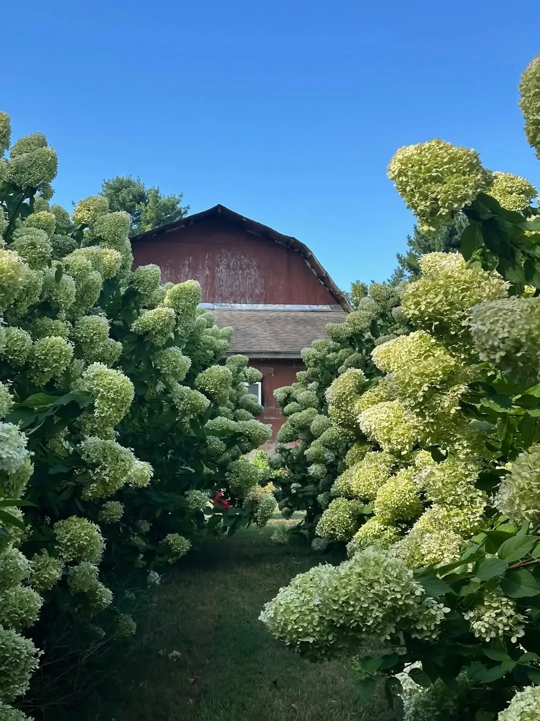Flower Farm in MD