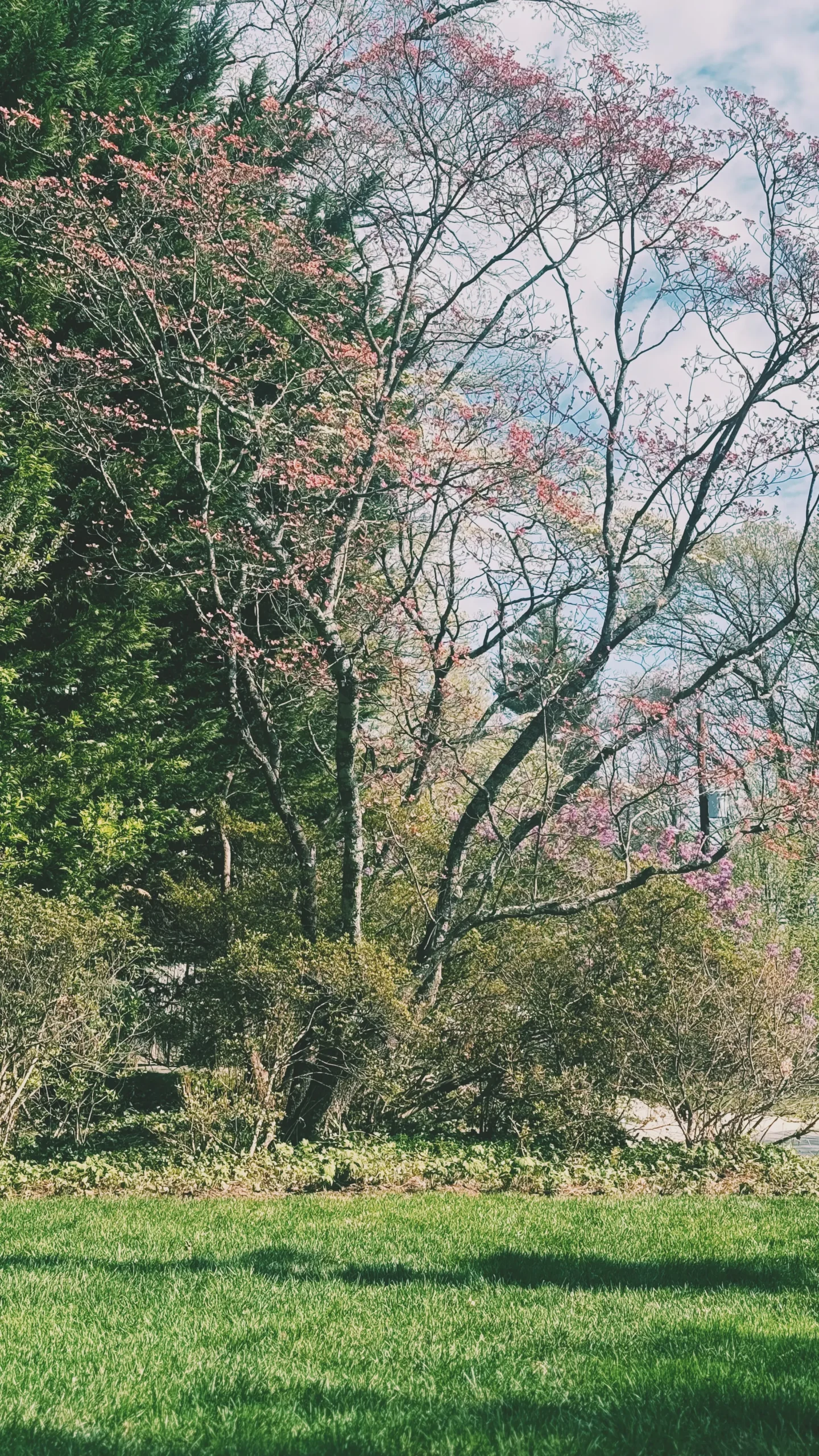 Trees in Bethesda, MD