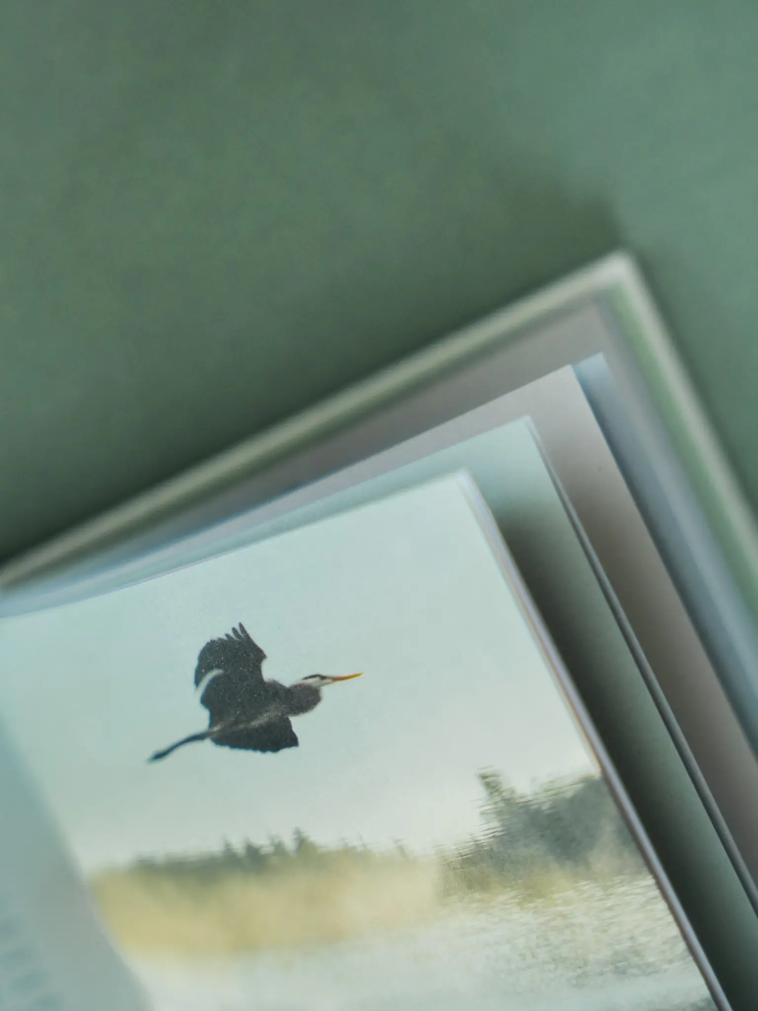 Heron Jen Shoop Small Wonders