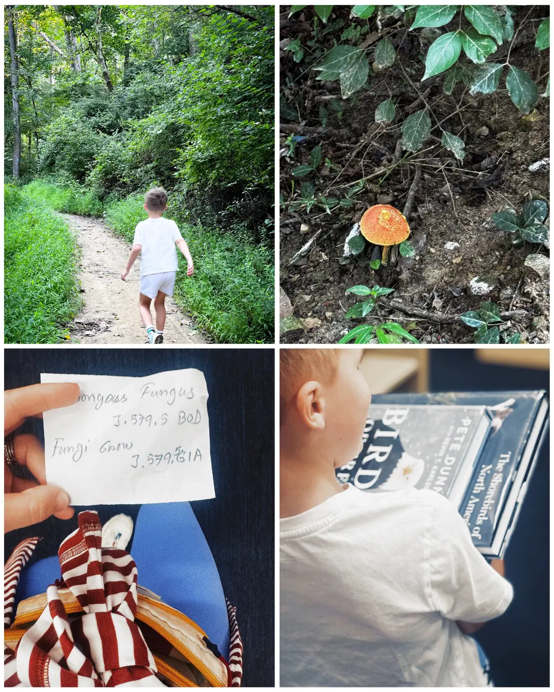 mushrooms in maryland