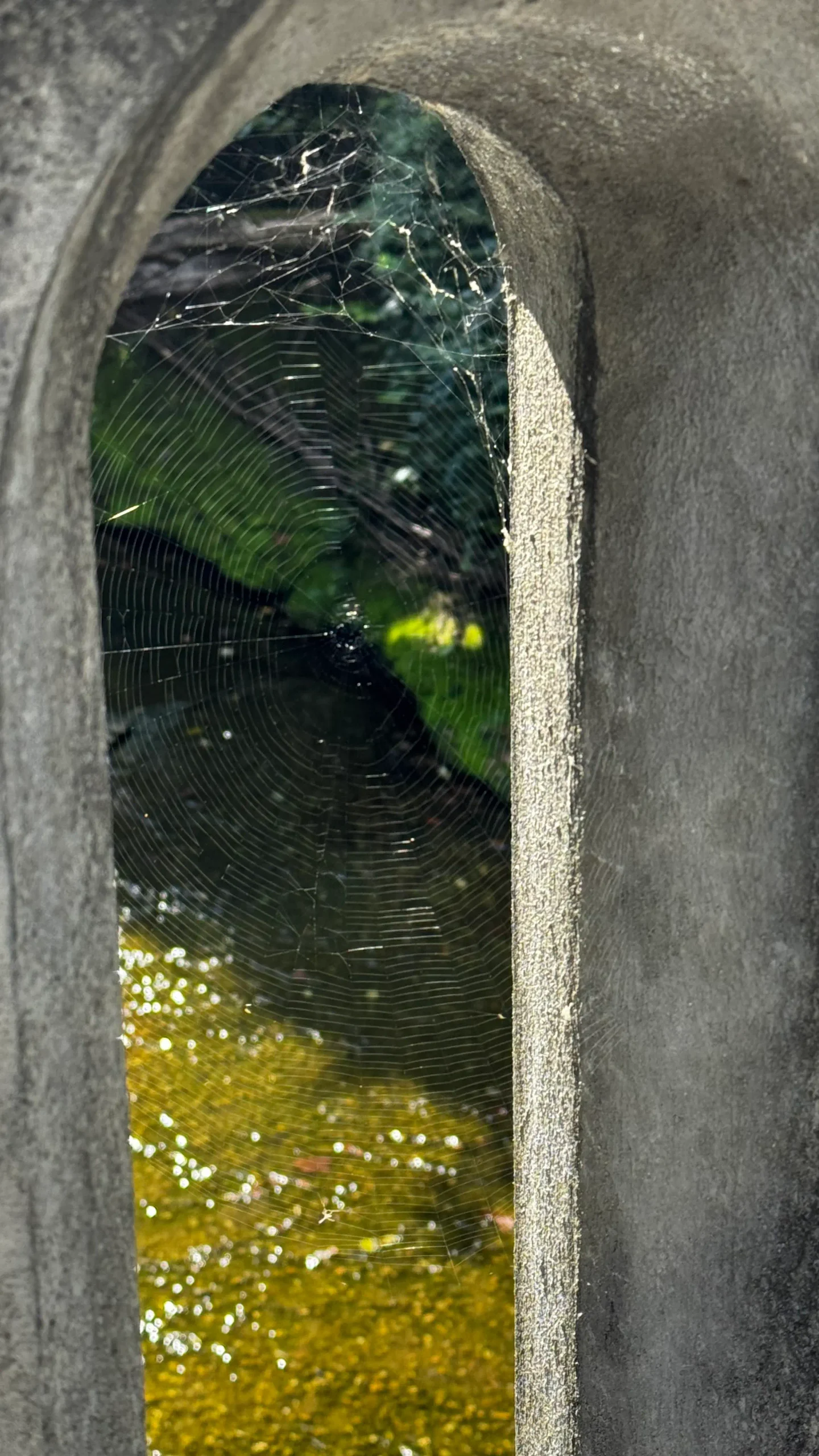 spiderweb